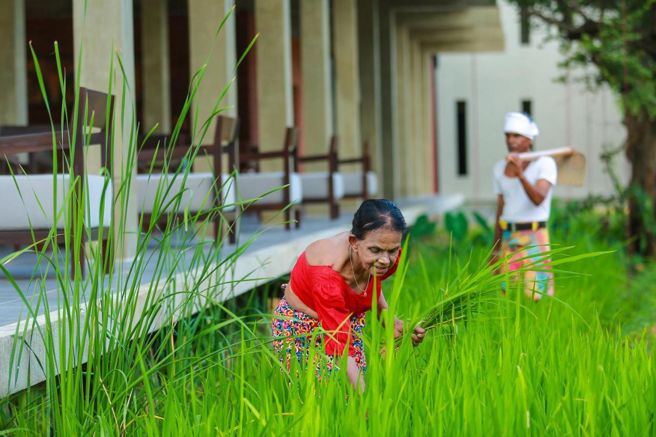 Tropical Life Resort And Spa Dambulla Eksteriør bilde